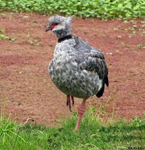 CHAJÁ (Chauna torquata) - Bañados en San Carlos - MALDONADO (Enero 2010)